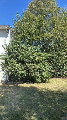 All Photos for Pro Tree Trim & Removal, Llc in Dayton, OH