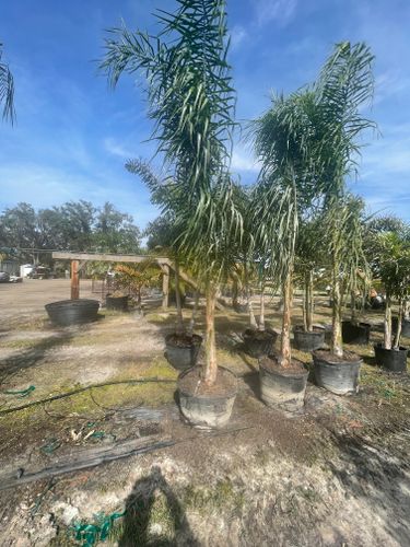 Fall and Spring Clean Up for Dandelion Landscaping in Clermont, FL