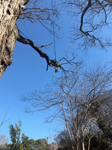  for Tidewater Tree Service in Chesapeake, VA