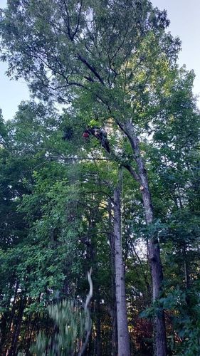 Tree Trimming for Backwoods Tree Experts in Vale, NC
