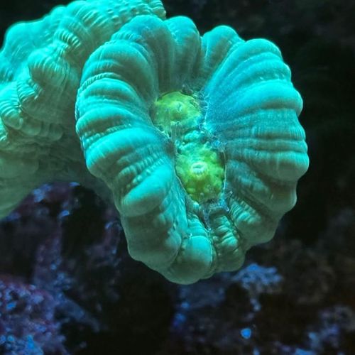 Aquarium Maintenance for Aquariums by Sharyn in The State of Florida, FL