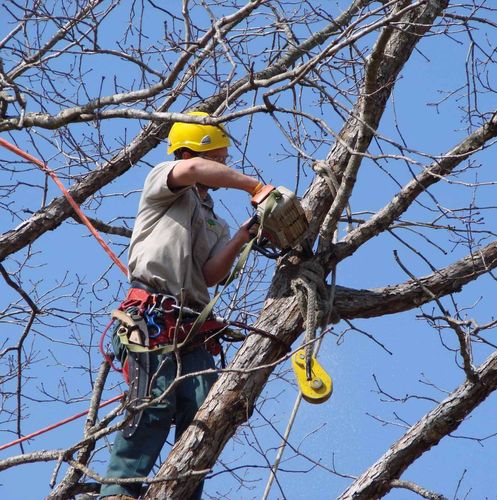 Tree Removal for Mario's Tree Service in Richmond, VA