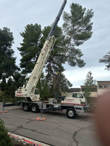 Tree Services for The Tree Fairy in Julian, CA