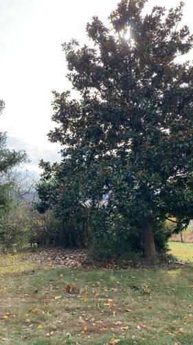 All Photos for Gray's Tree Service Inc in Maurertown, VA