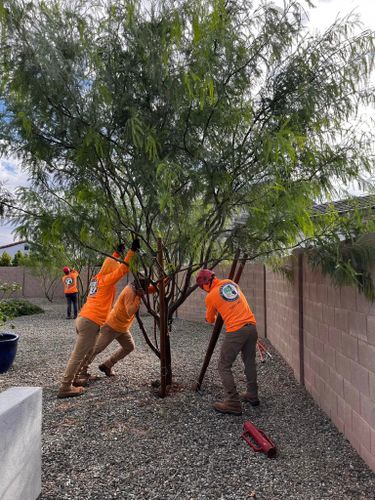  for AZ Tree & Hardscape Co in Surprise, AZ