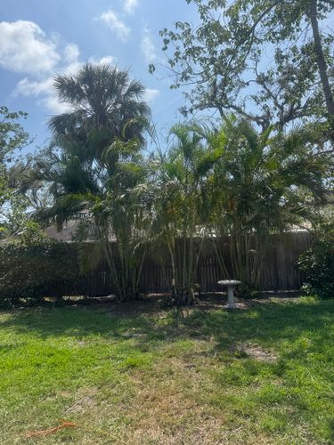 Trimming for Adam's Tree and Stump Care in Sarasota, FL