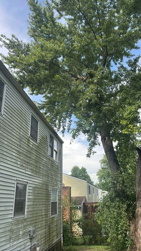 All Photos for Pro Tree Trim & Removal, Llc in Dayton, OH