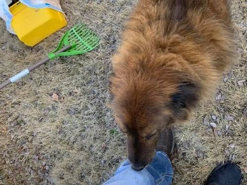 Dog Poop Cleaning for Happy Paws Pet Waste Removal in Van Alstyne, TX