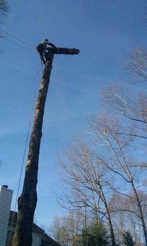 Tree Removal for Mario's Tree Service in Richmond, VA