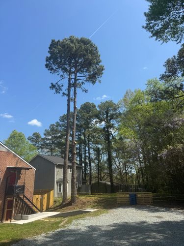  for Yardcall Solutions Tree & Landscaping Services in Durham, North Carolina