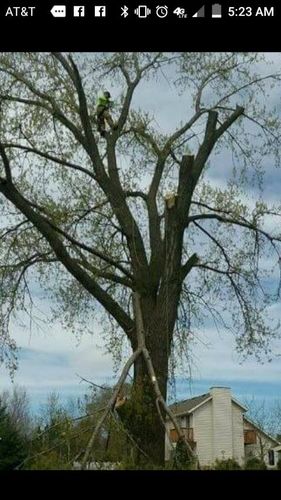 Tree Trimming for Buffalo Family Tree Care in Buffalo, MN
