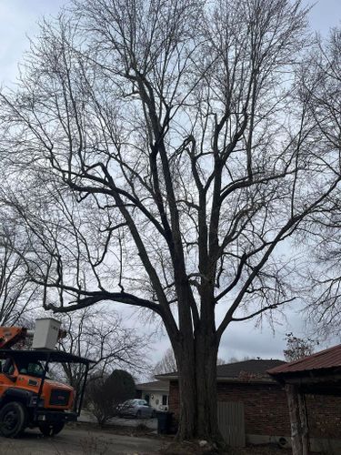 for Curtis Tree Service LLC in Hopkins County, KY