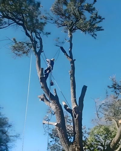  for Oakwood Tree Removal LLC in Oak Creek,  WI