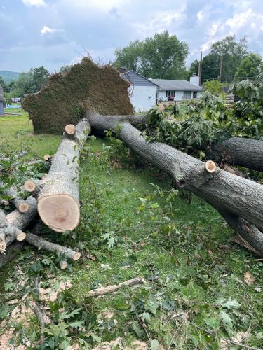 Tree Removal for Benjamin & Sons in Elmira, NY