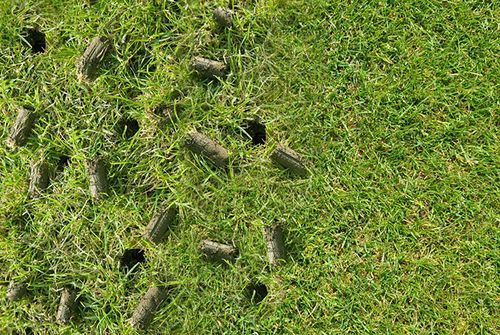 Aeration and Overseeding for Thomas' Lawn Care in Maryville, MO