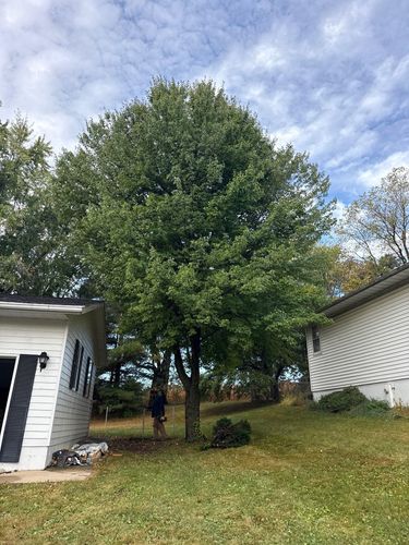 Fall Clean Up for Fransen's Tree Service  in Freeport, IL