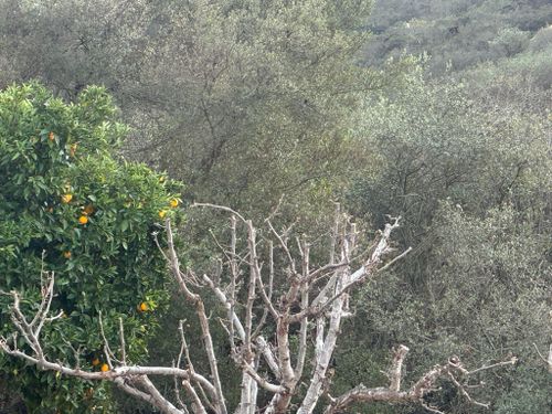 Property Beautification for The Tree Fairy in Julian, CA