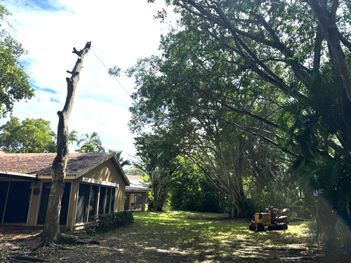 Tree Removal for Bridgewater Arbor Care LLC in Jupiter, FL