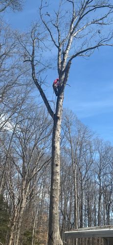  for Branch Out Tree Care LLC in Fredericksburg, VA