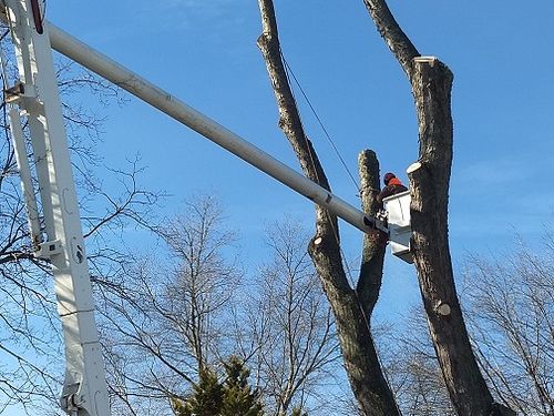  for Alexander's Tree Service  in Newburg,  MD
