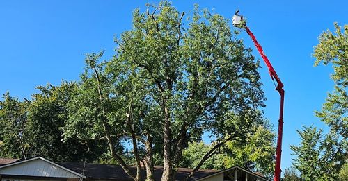 Tree Trimming for F & F Tree Service in Beavercreek, OH