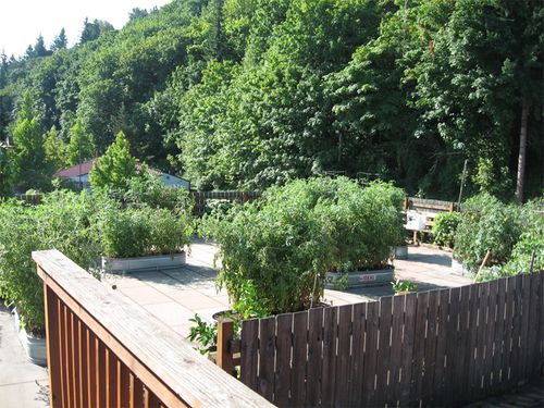 Garden Roofs for Anderson Roofing in Portland, OR