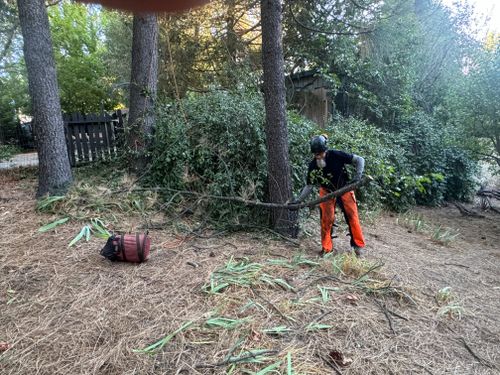 Tree Removal for The Tree Fairy in Temecula, CA
