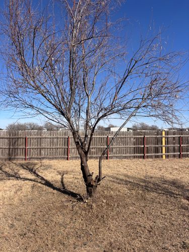 Tree & Shrub Care for Marple Services in Amarillo, TX