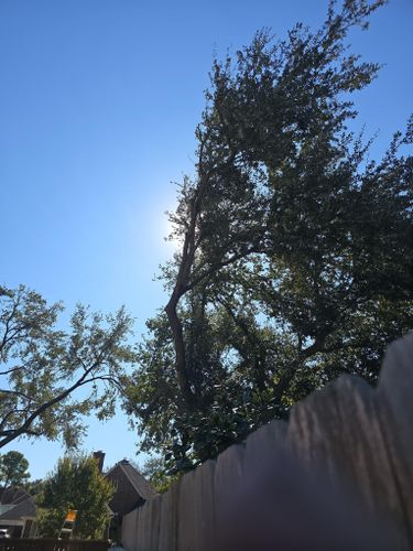  for Servin's Tree Care  in Houston, TX