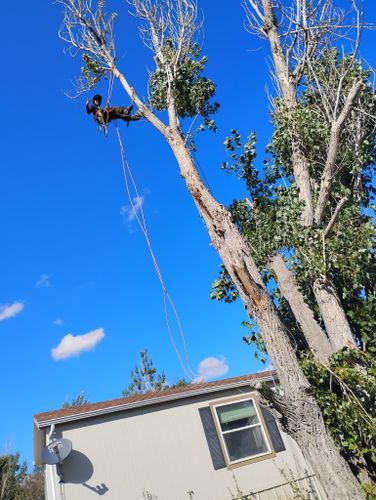 Tree Removal for Elevated Tree Care in Gillette, WY
