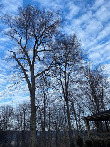 Tree Removal for Atwood’s Tree Care in Liberty,  KY