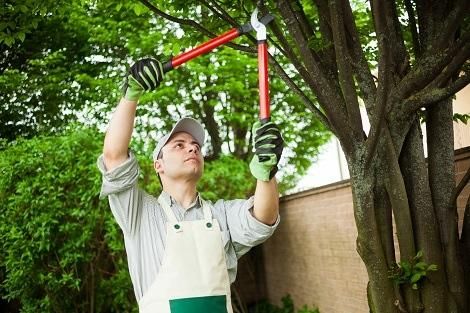  for Tree-B-Gone in Appleton, WI