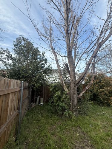 Tree Removal for Blu-J Tree Care in Arlington, TX