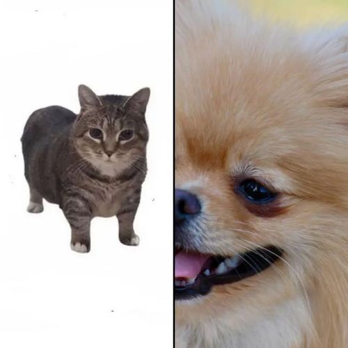  for Good Boys LLC in Irondequoit, NY