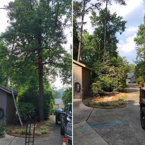 Tree Removal for Pinedown LLC in Cherokee County, GA