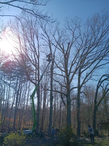 Tree Trimming for Backwoods Tree Experts in Vale, NC