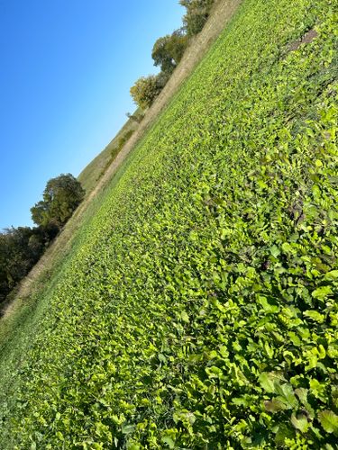 Food Plot Maintenance for Two Young Bucks in Leon, IA