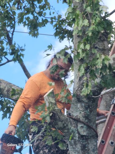 All Photos for Highlife Tree Care And Landscaping in Altamonte Springs, FL