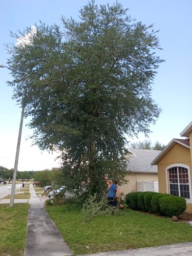 All Photos for A Southern Style Tree Service in Orlando, FL