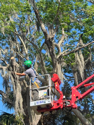 Tree Trimming for Ryker's Tree Service in Dunedin, FL