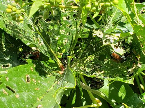 Pest Control for Beetle Busters LLC in Centennial, CO