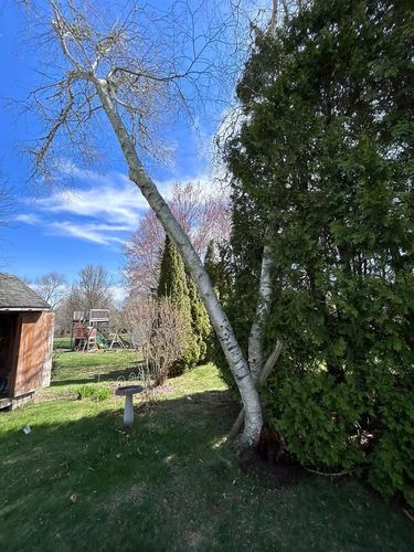 Tree Trimming and Removal for Murray Mowing and More in Ashaway, RI