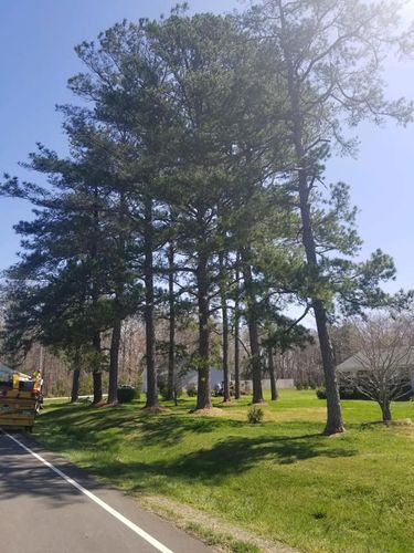 Tree Removal for Hoss Tree Works & Logging in Durham, NC