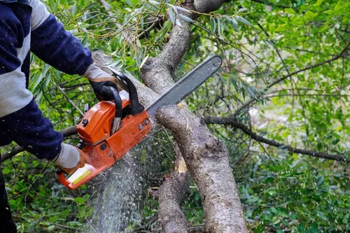 Tree Trimming & Stump Grinding CC#B01804 for A.C.'s Landscape and Lawn Maintenance in   Coral Springs, FL