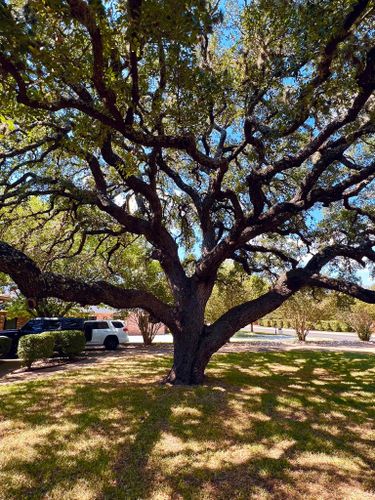 Tree Trimming for 210 Tree Care in San Antonio, TX