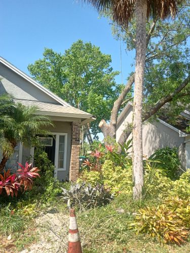 All Photos for A Southern Style Tree Service in Orlando, FL