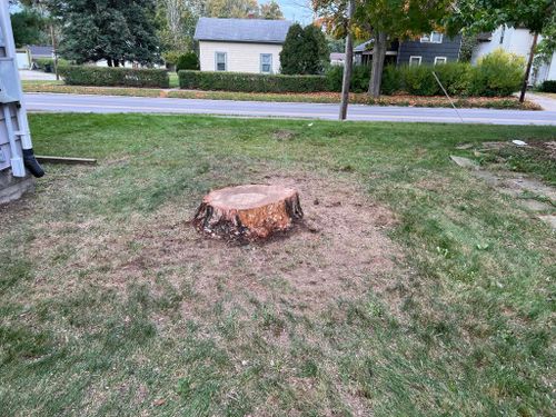 Stump Removal for Down To Earth Tree Service, LLC in Olmsted Falls, OH