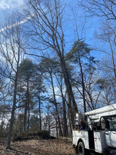 Tree Removal for Atwood’s Tree Care in Liberty,  KY