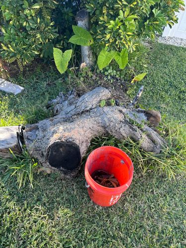 Stump Removal for Busy Beaver Stump Removal, Inc in Clearwater, FL