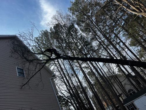Tree Removal for DIAZ TREE in Stafford, VA